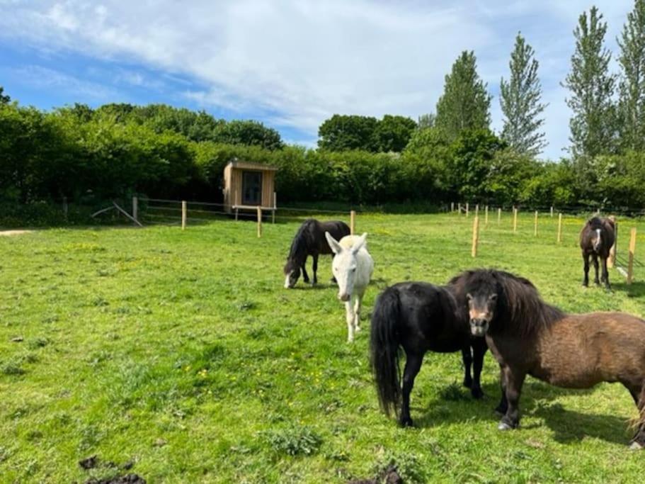Neddys Rest Luxury Horsebox Stay Battle Exteriér fotografie