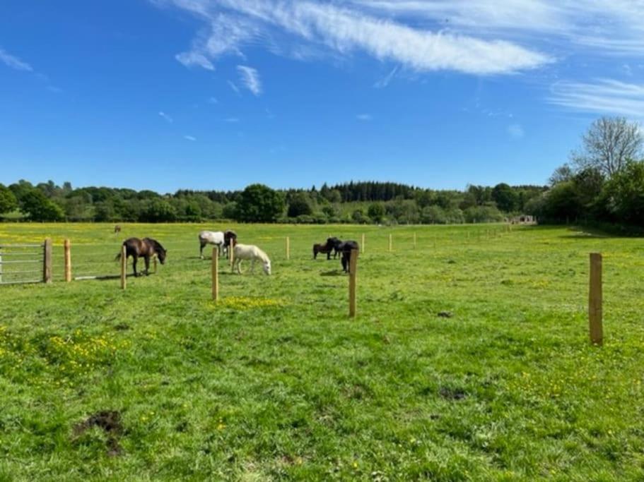Neddys Rest Luxury Horsebox Stay Battle Exteriér fotografie