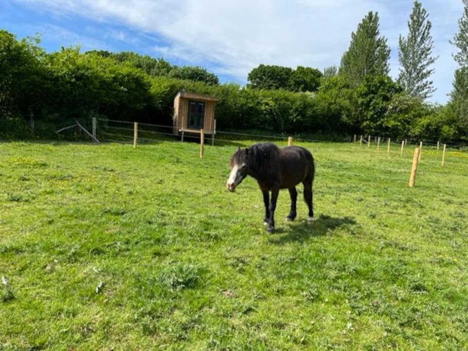 Neddys Rest Luxury Horsebox Stay Battle Exteriér fotografie